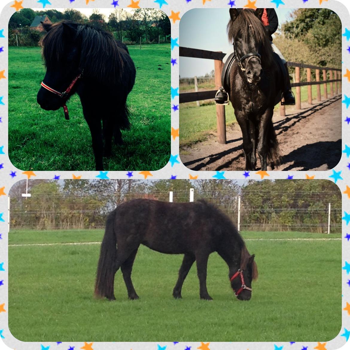 Islænder Gletta fra Puglund  billede 6