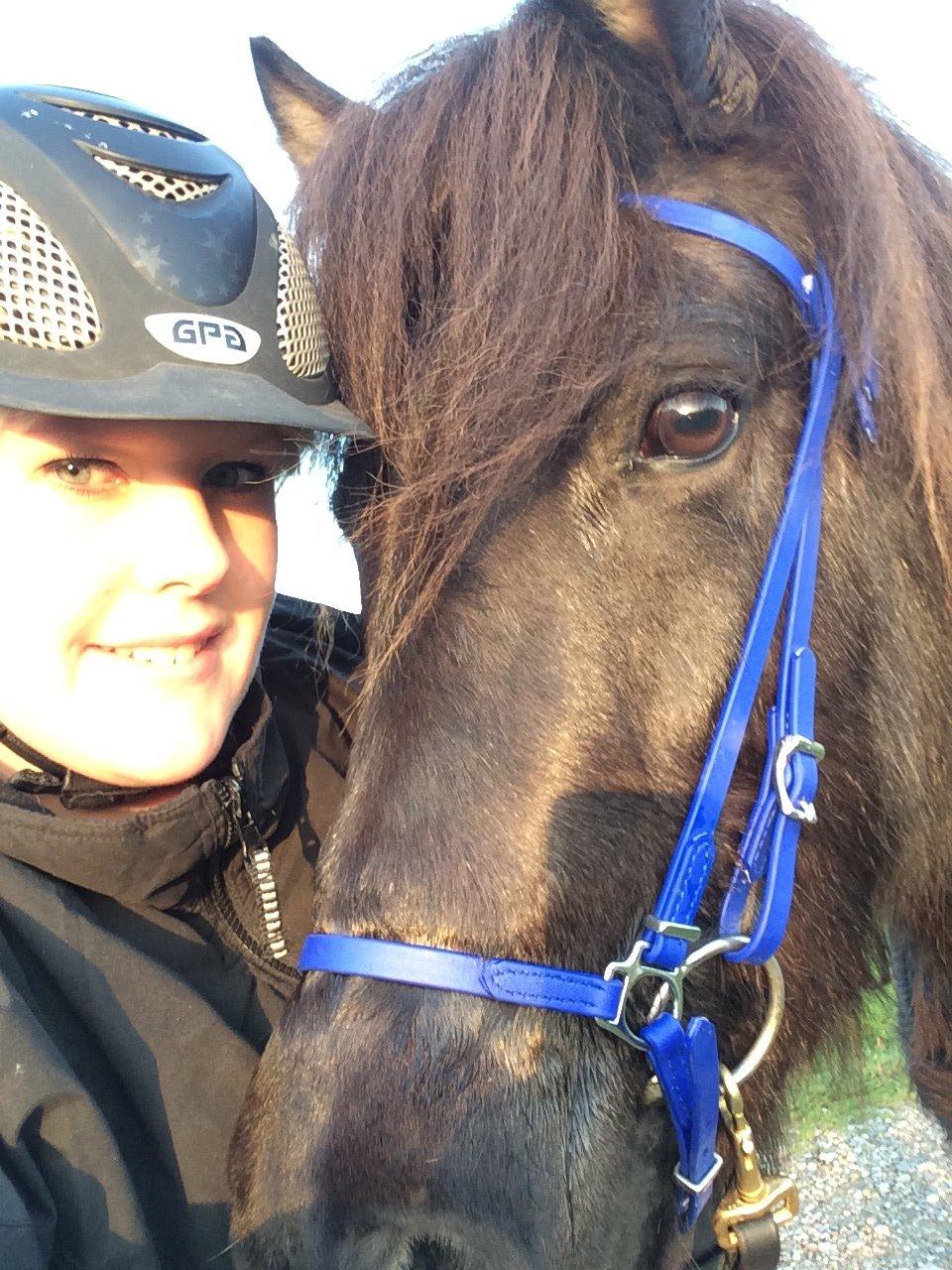 Islænder Gletta fra Puglund  billede 7