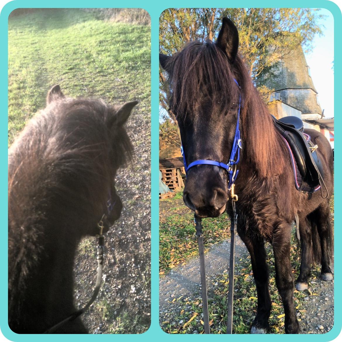 Islænder Gletta fra Puglund  billede 8