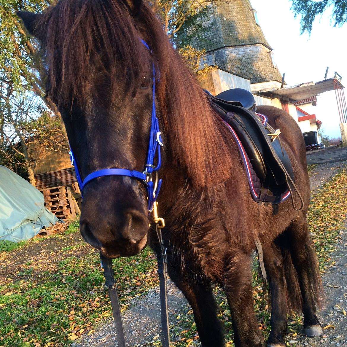 Islænder Gletta fra Puglund  billede 9