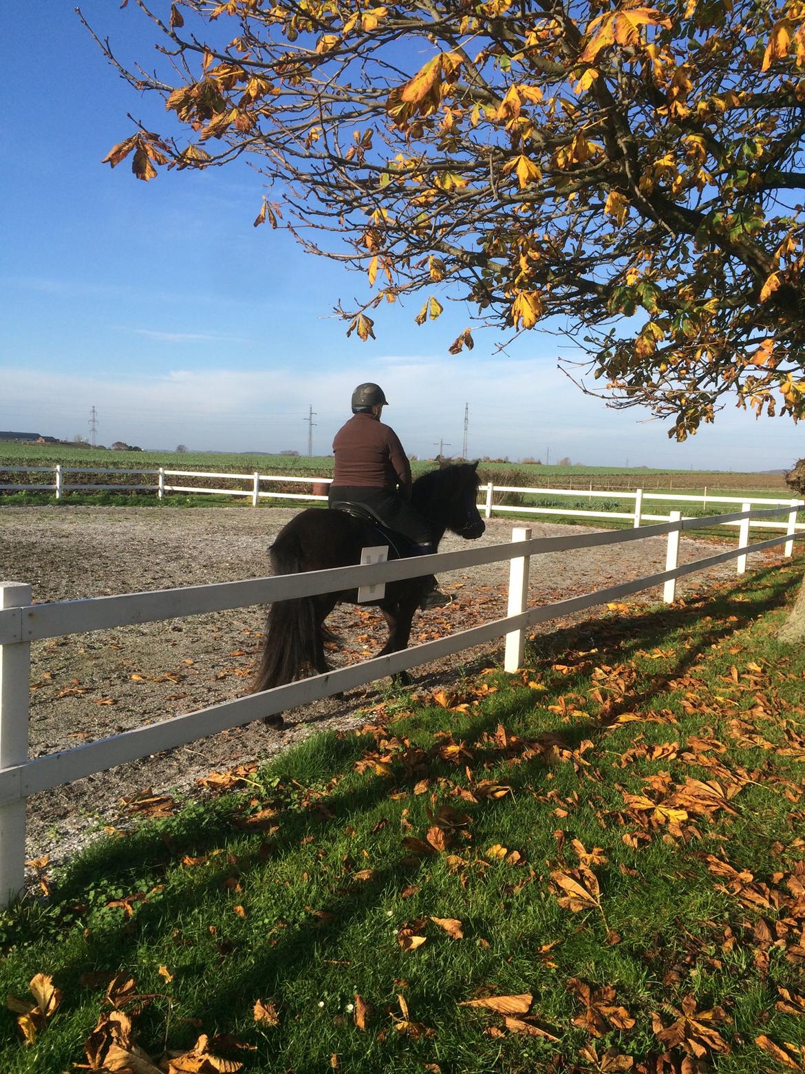 Islænder Gletta fra Puglund  billede 10