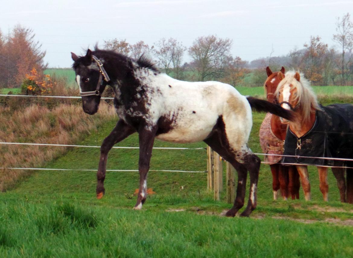 Appaloosa DAH ZIPS APRIL ROSE - 2014 billede 17