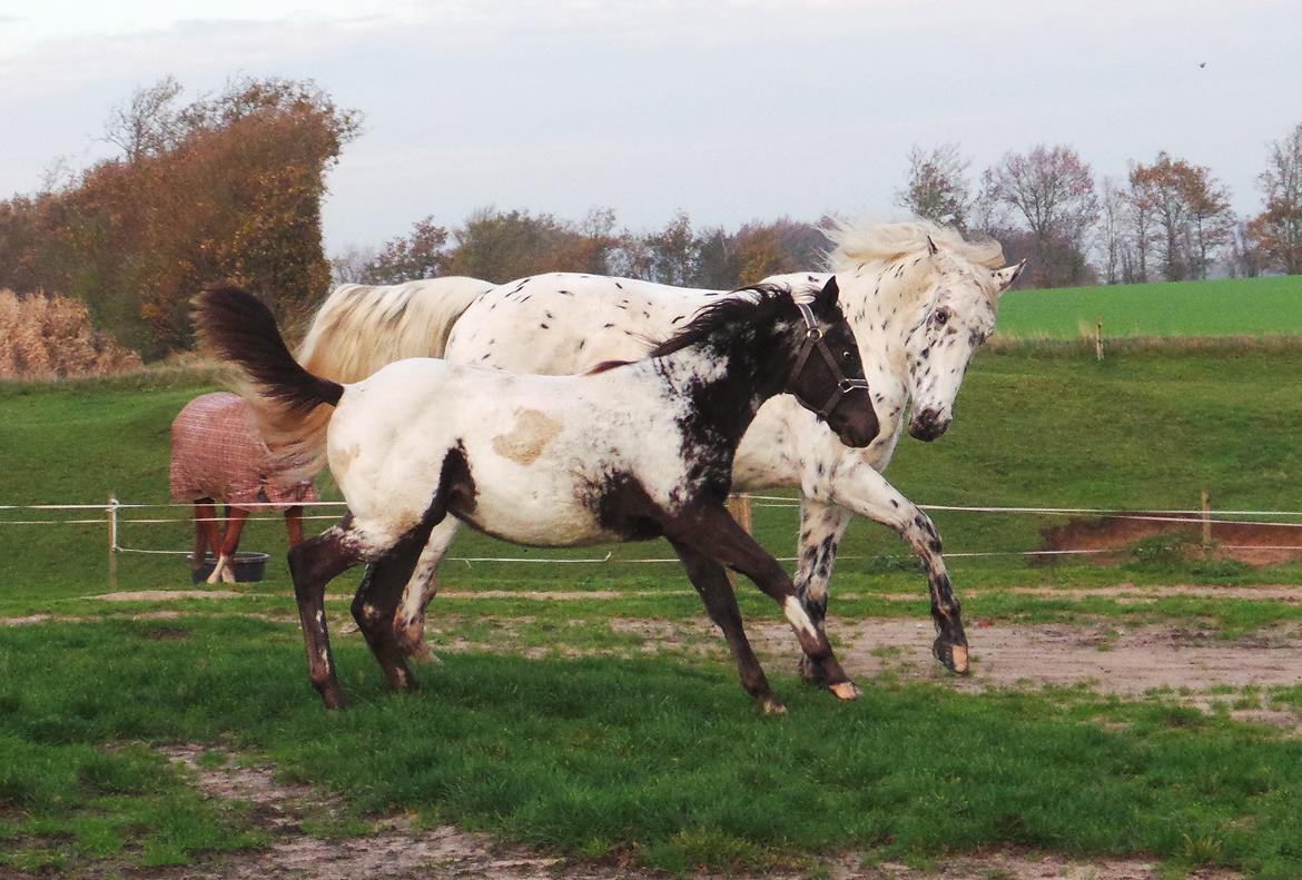 Appaloosa DAH ZIPS APRIL ROSE - 2014 billede 19