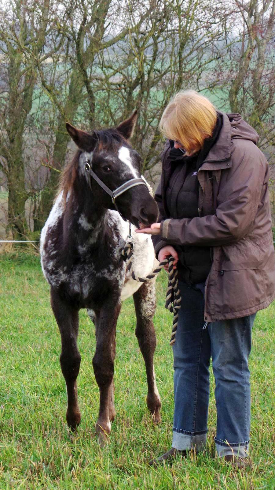 Appaloosa DAH ZIPS APRIL ROSE - 2014 billede 16