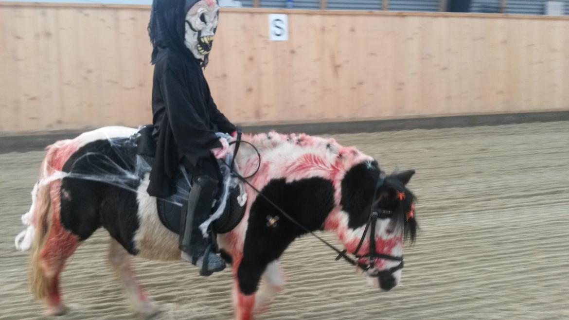 Anden særlig race Frida billede 8