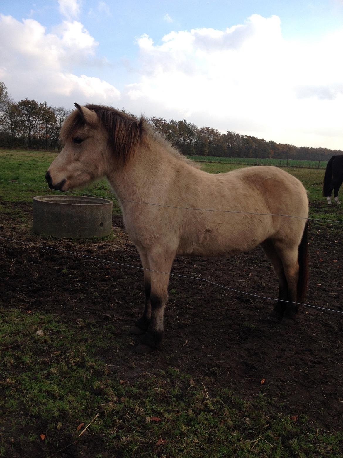 Islænder Disa fra Bøgvad billede 4