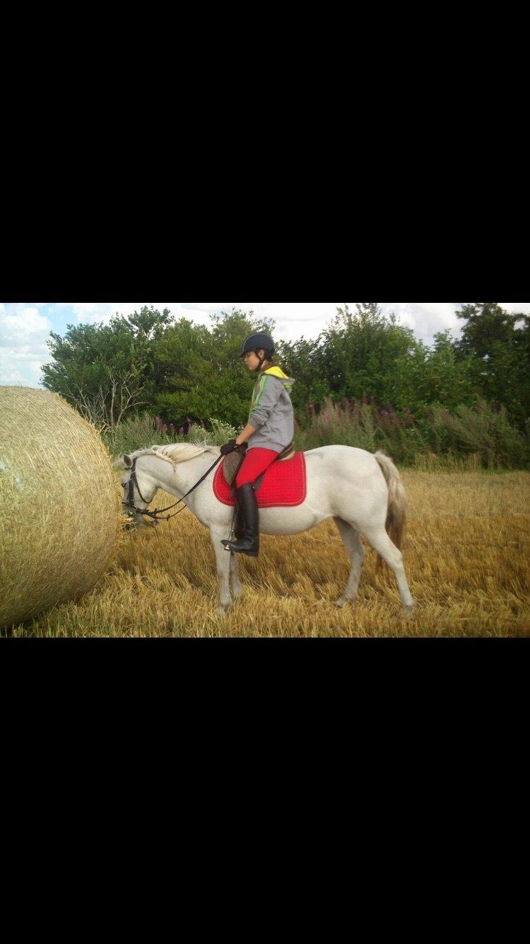 Welsh Pony (sec B) Zafir - Zafir og jeg på stubmark - sommeren 2014 billede 4
