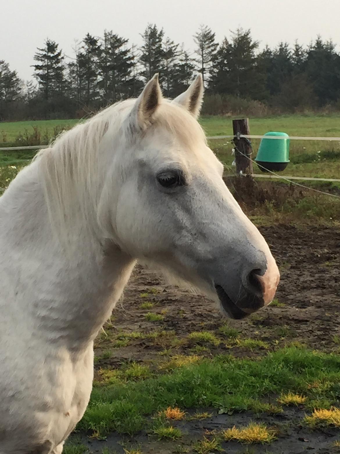 Welsh Pony (sec B) Zafir - Efteråret 2014 billede 3