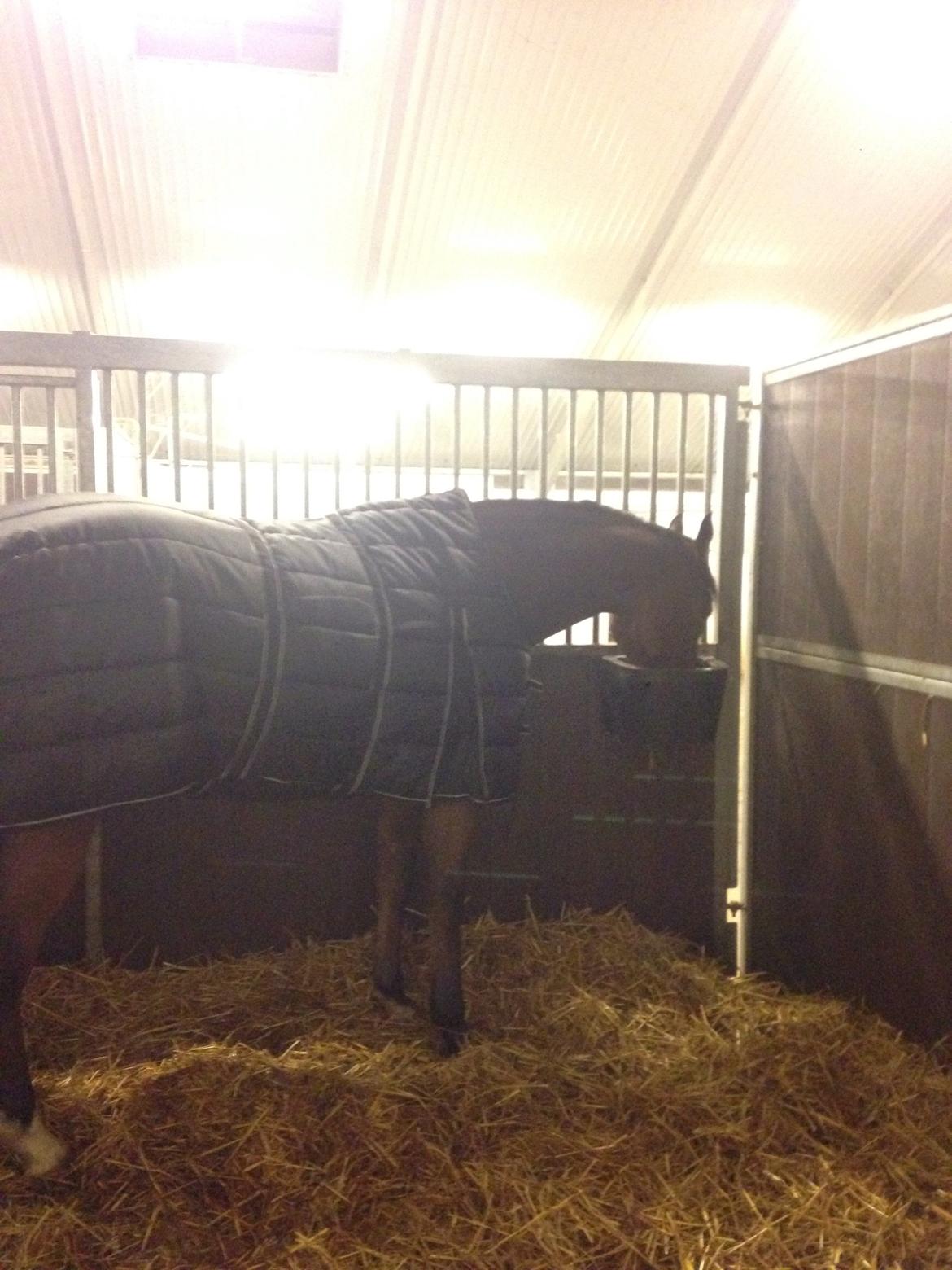 Dansk Varmblod Creole billede 13