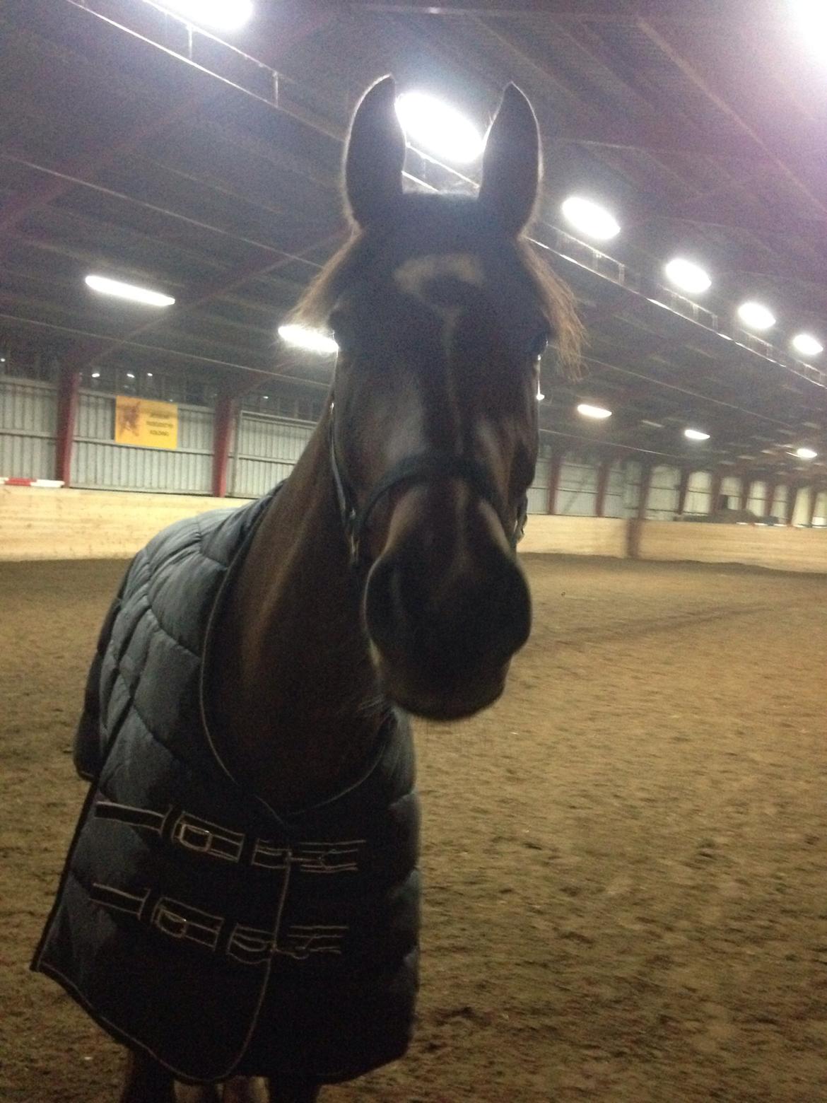 Dansk Varmblod Creole billede 14