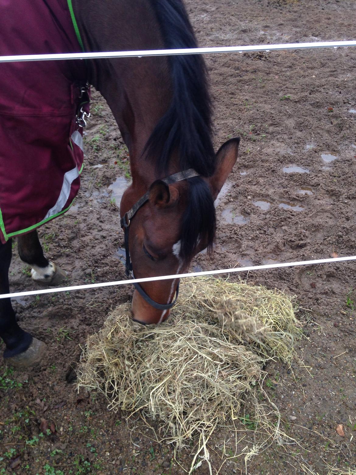 Dansk Varmblod Creole billede 15