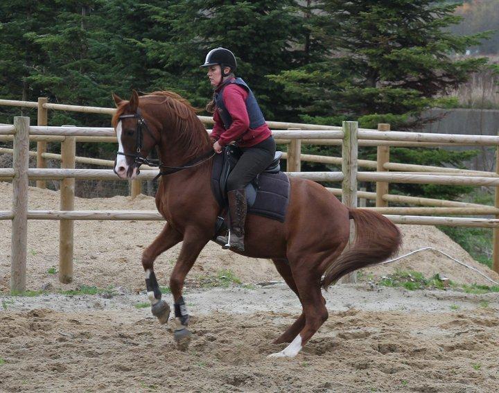 Arabisk fuldblod (OX) MM SULTAN billede 11