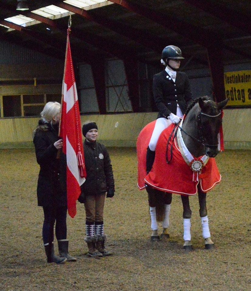 New Forest Elmholts Rekord billede 3