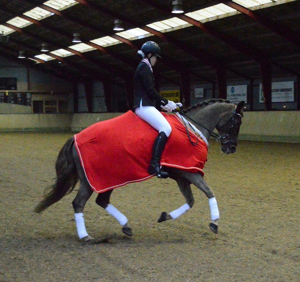 New Forest Elmholts Rekord billede 4