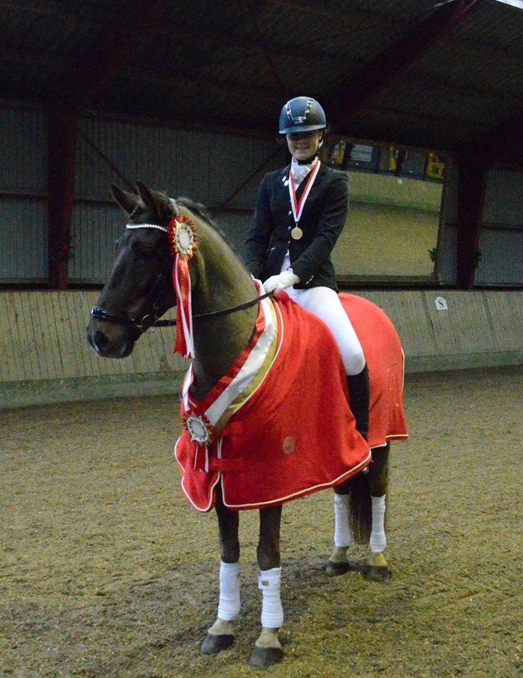 New Forest Elmholts Rekord billede 2