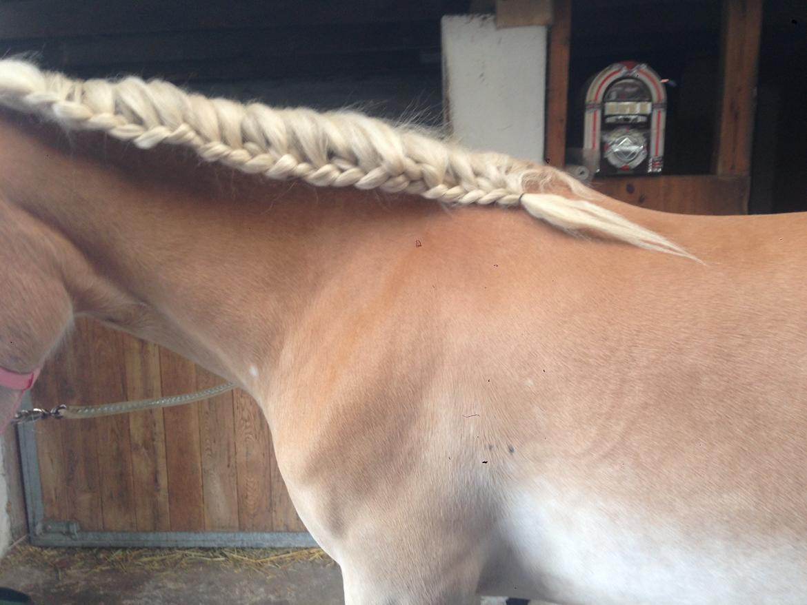 Haflinger Diwa - Nød til at sætte hendes man op;) billede 3