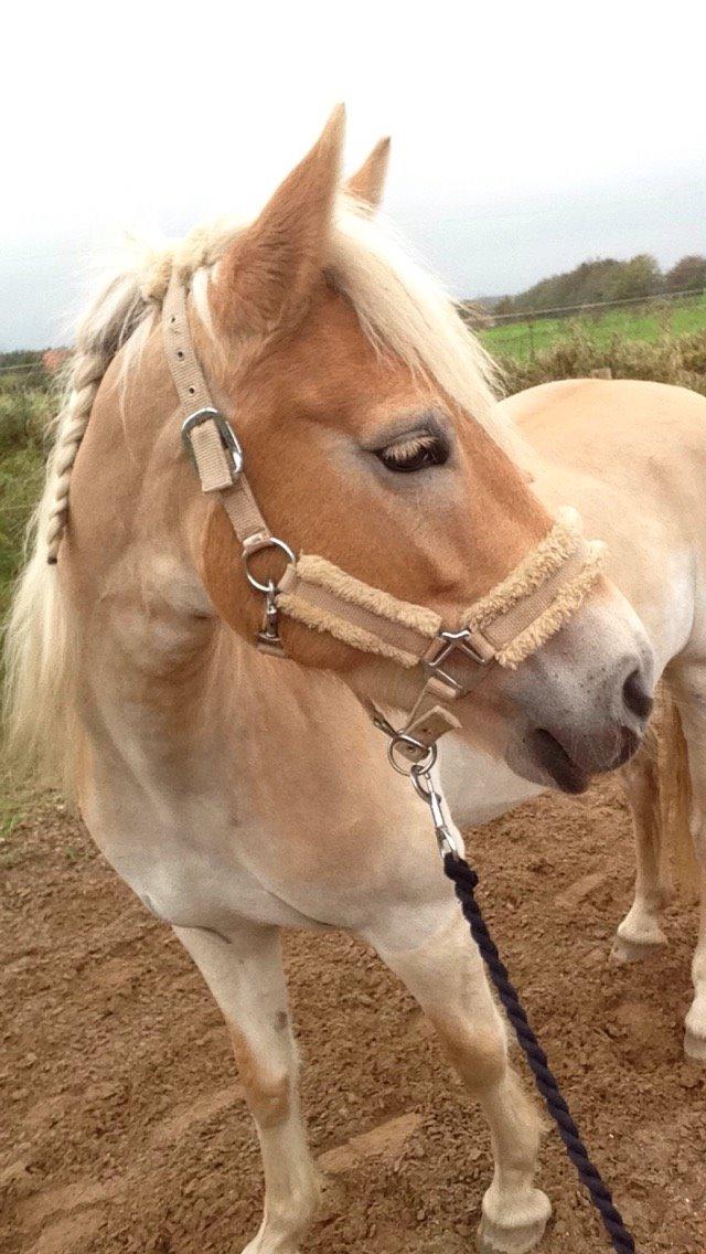 Haflinger Diwa - Går lige en tur med min bedste ven billede 5