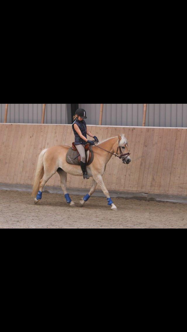 Haflinger Diwa - Lidt dressur, vi arbejder på det. billede 9