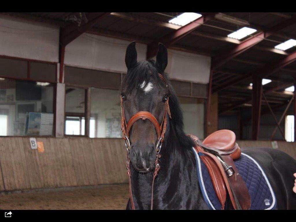 Oldenborg Zejr østerdovergaard  billede 3