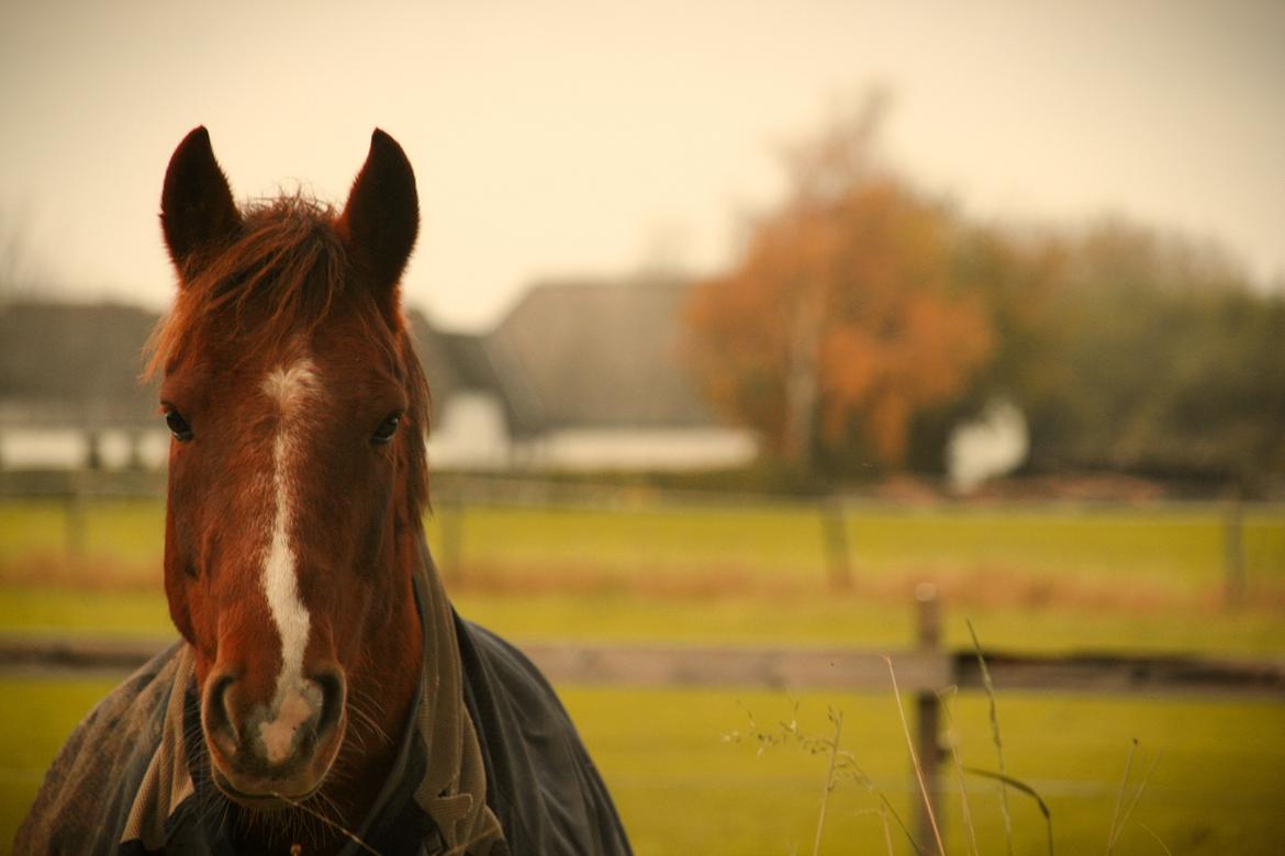 Anden særlig race Quincy of Ivanhoe billede 9