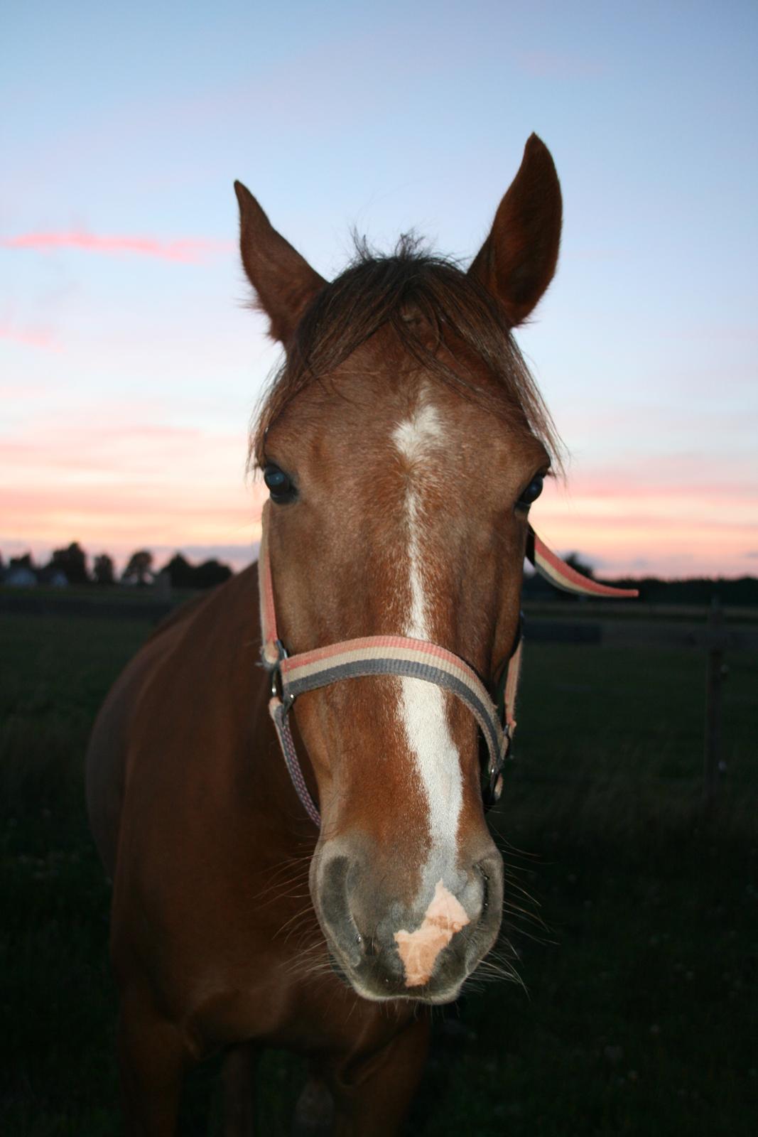 Anden særlig race Quincy of Ivanhoe billede 14