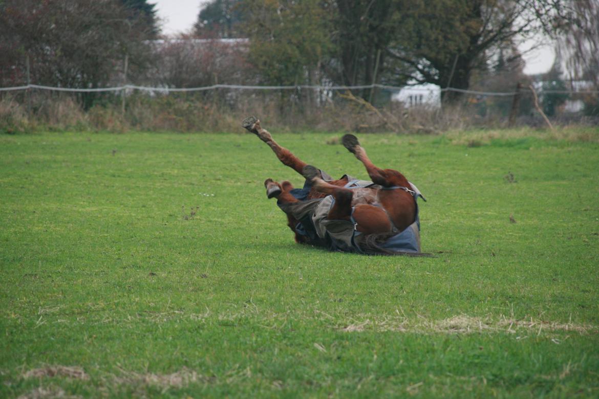 Anden særlig race Quincy of Ivanhoe billede 5
