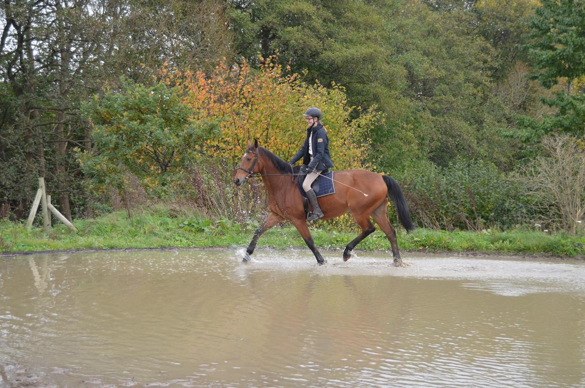 Tysk Oldenburger Sultan billede 12