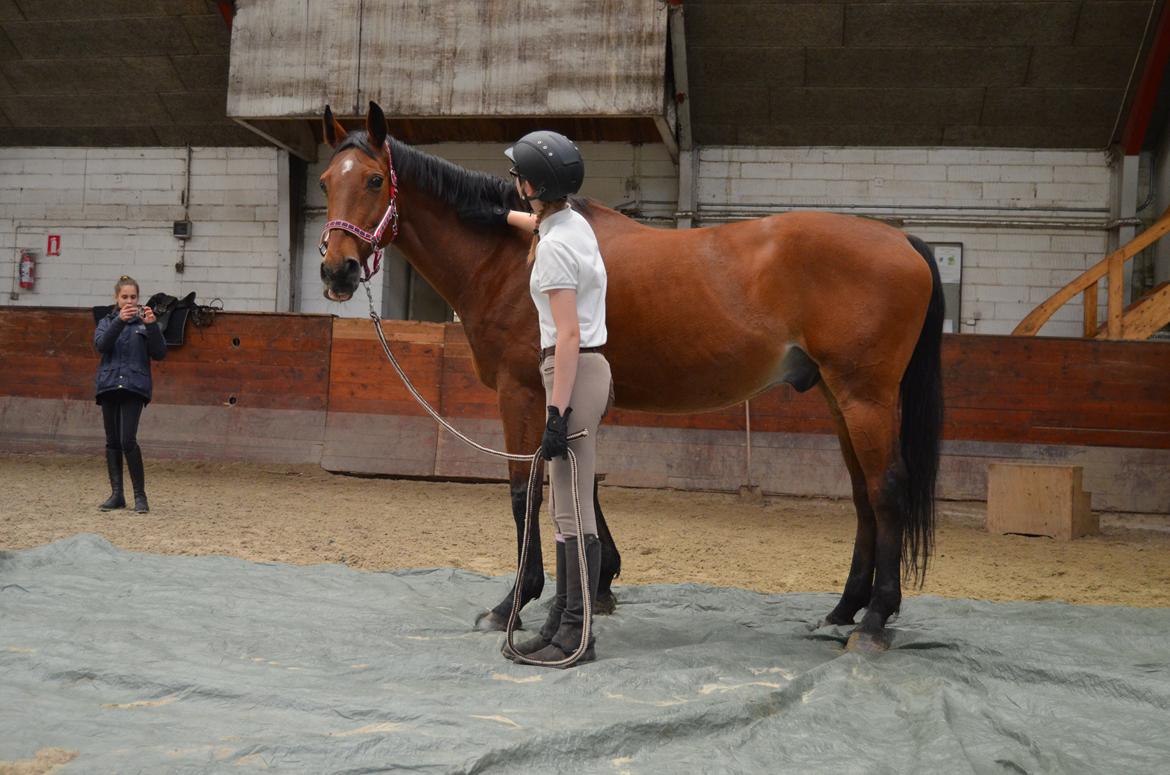 Tysk Oldenburger Sultan billede 17