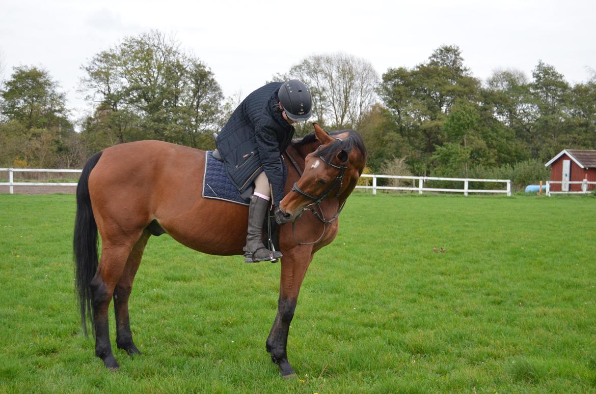 Tysk Oldenburger Sultan billede 8