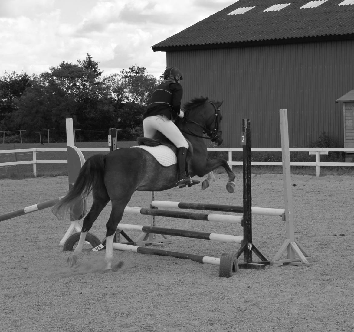 DSP Stenbakkegårds hoopers creek billede 6