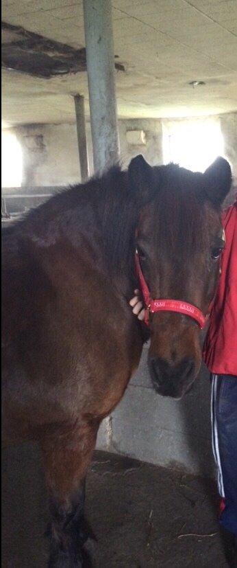 Anden særlig race Berta billede 4