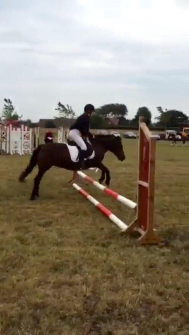 Anden særlig race Berta - Til Aulum dyreskue  billede 5