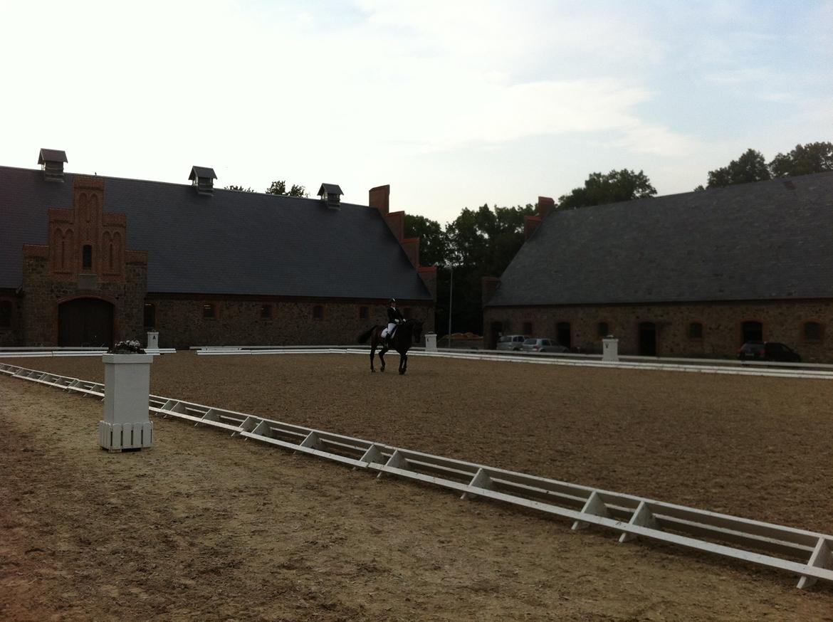 Dansk Varmblod Lewis - C-stævne på Vilhelmsborg billede 15