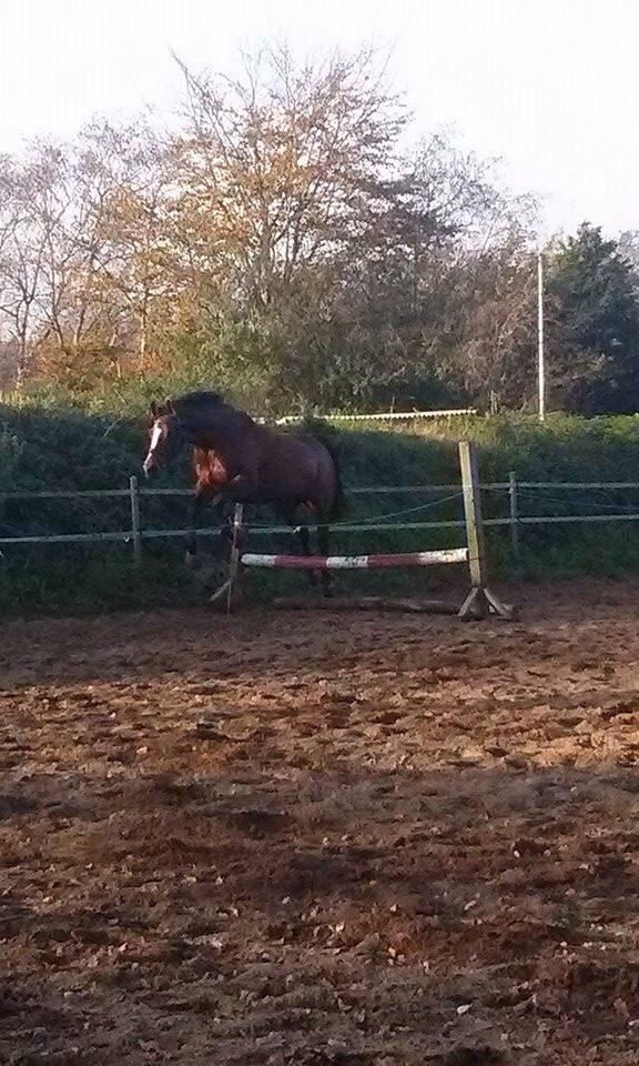 Oldenborg Passadena avenue billede 18