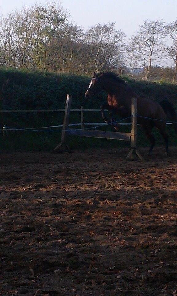 Oldenborg Passadena avenue billede 19