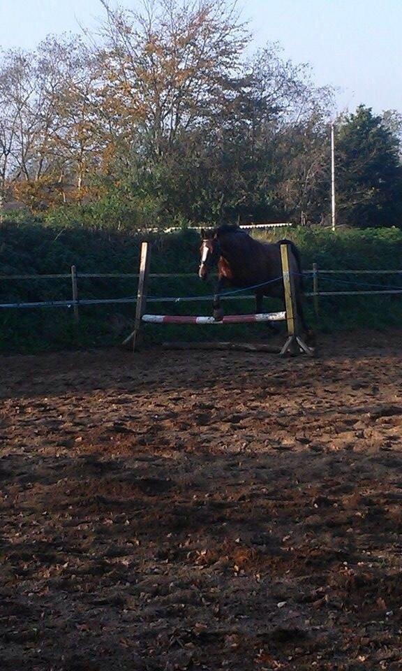 Oldenborg Passadena avenue billede 20