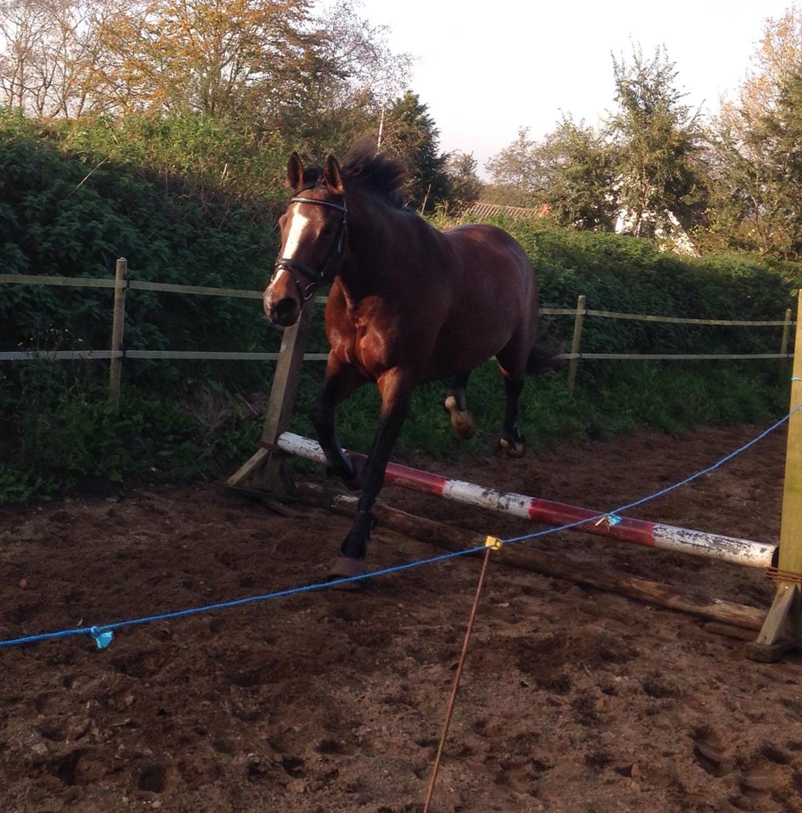 Oldenborg Passadena avenue billede 22