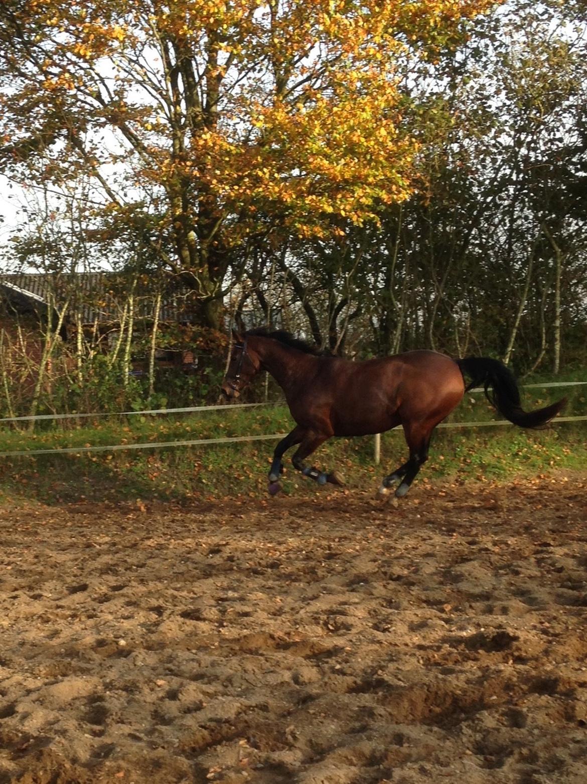 Oldenborg Passadena avenue billede 23