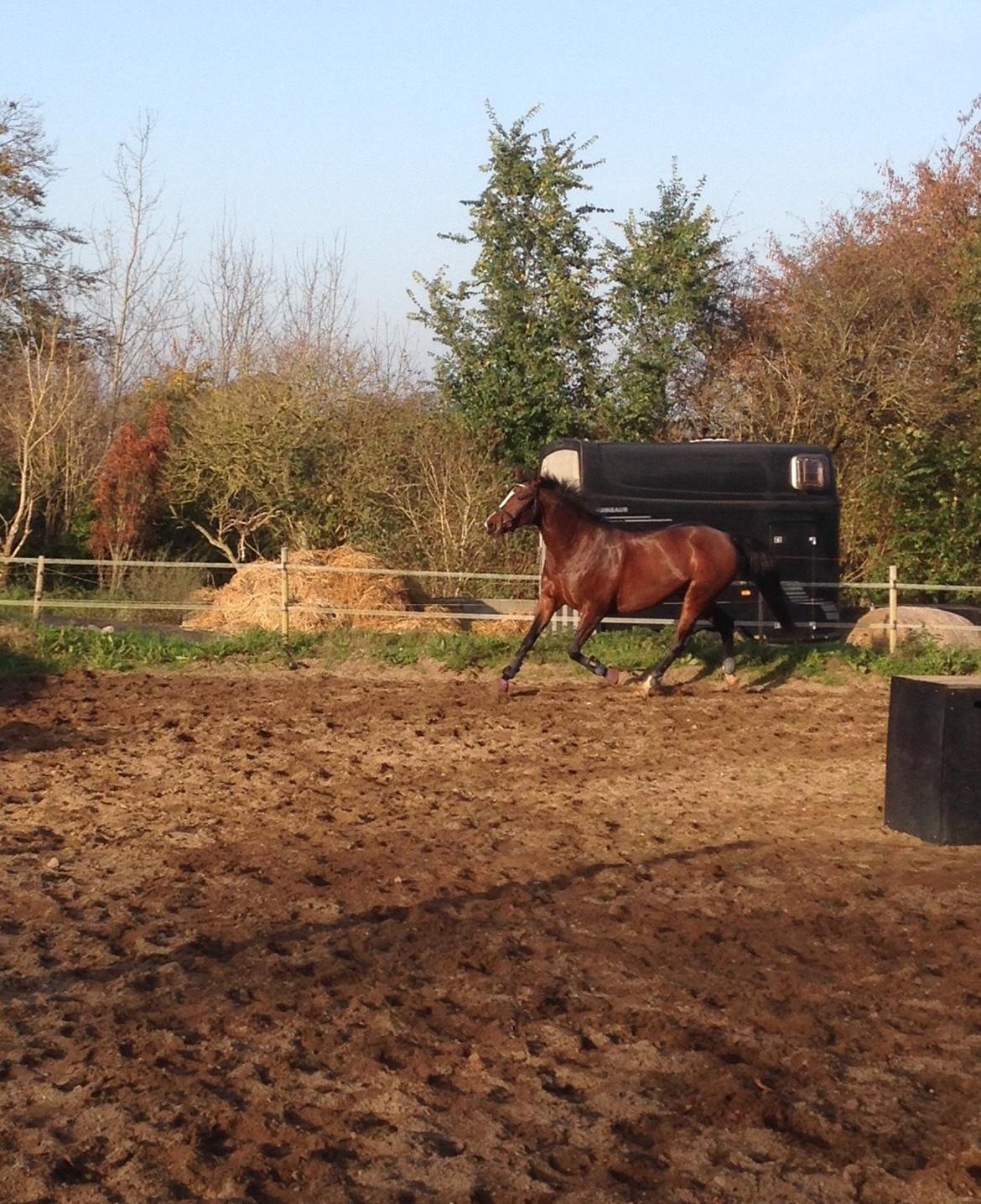 Oldenborg Passadena avenue billede 24