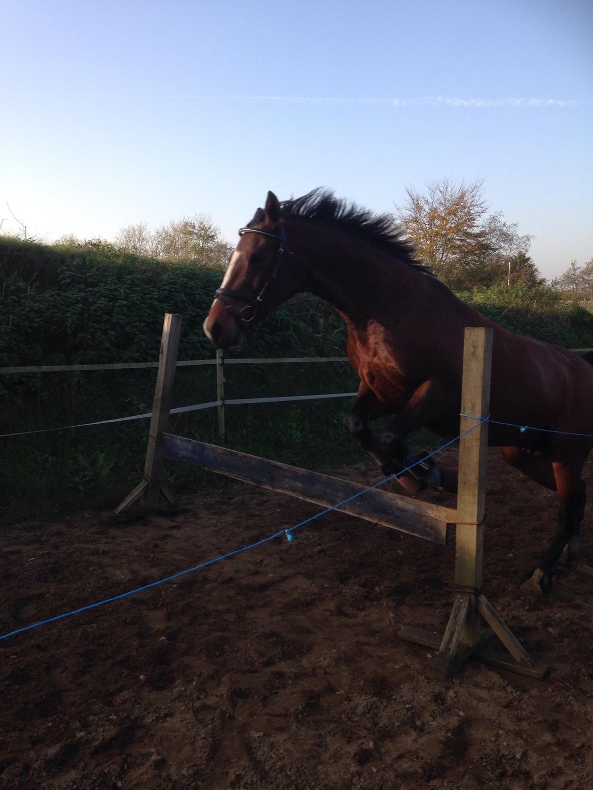 Oldenborg Passadena avenue billede 25