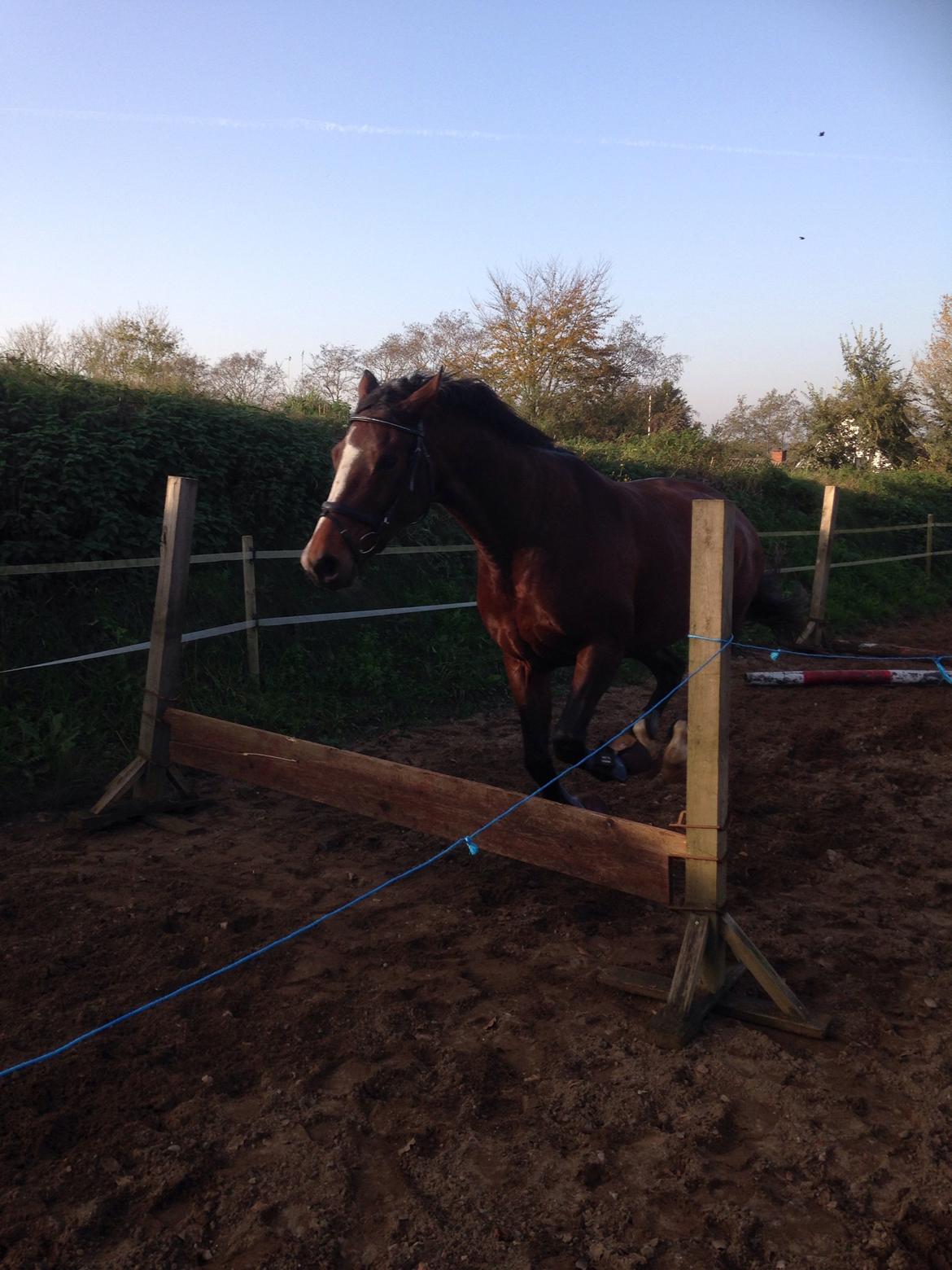 Oldenborg Passadena avenue billede 27