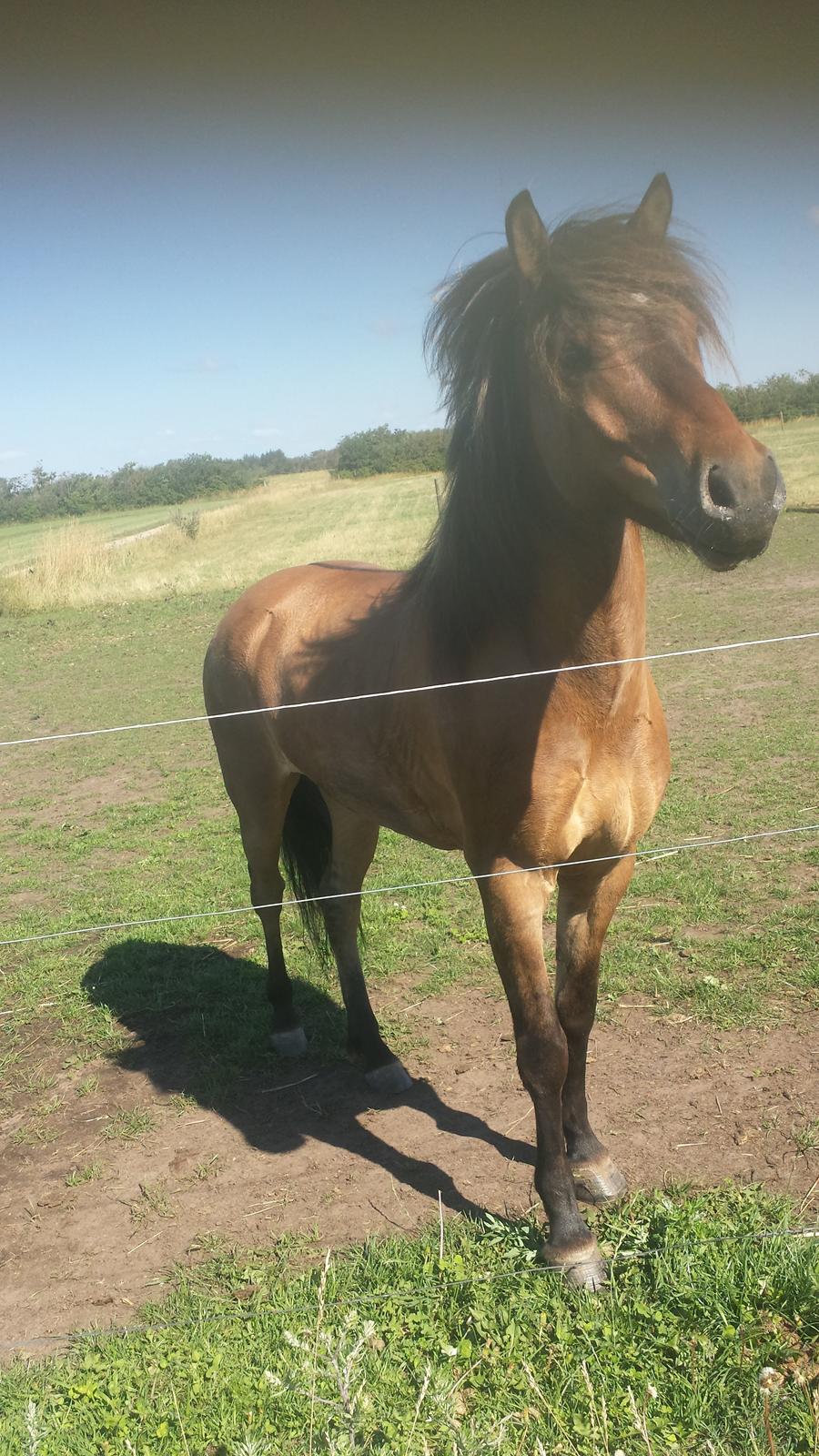 Islænder Magnus billede 16