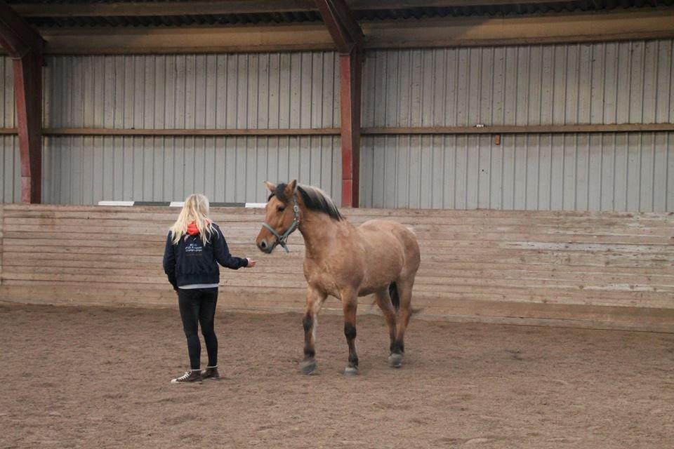 Anden særlig race Bamseline billede 7