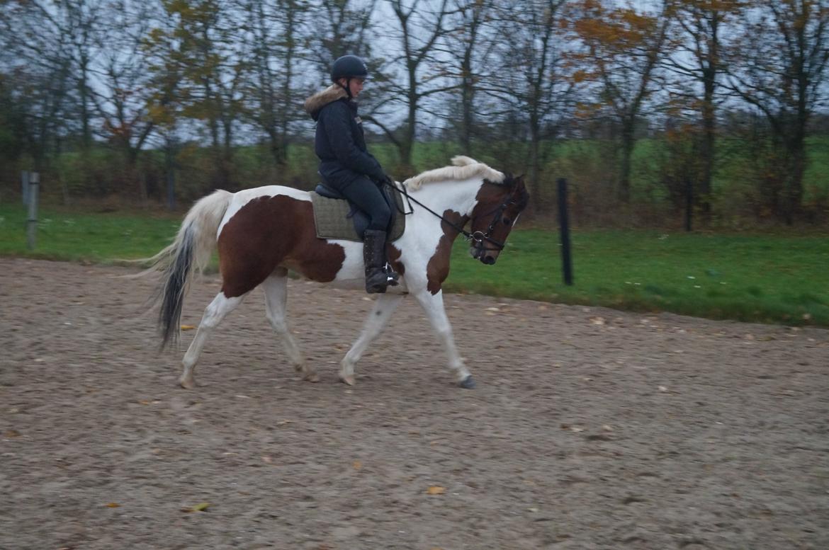 Anden særlig race Avanti - Træning den 16 november 2014 billede 14