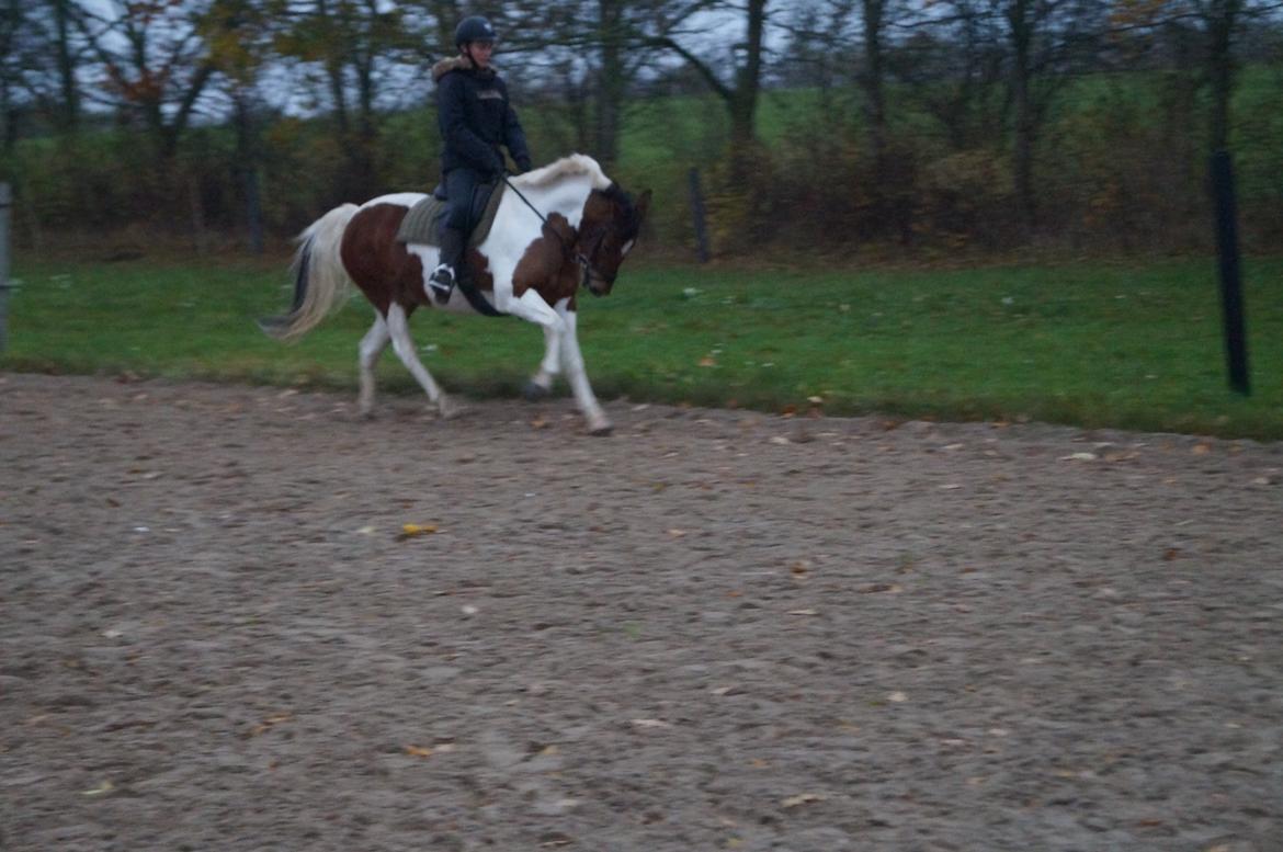 Anden særlig race Avanti - Træning den 16 november 2014 - galop billede 6