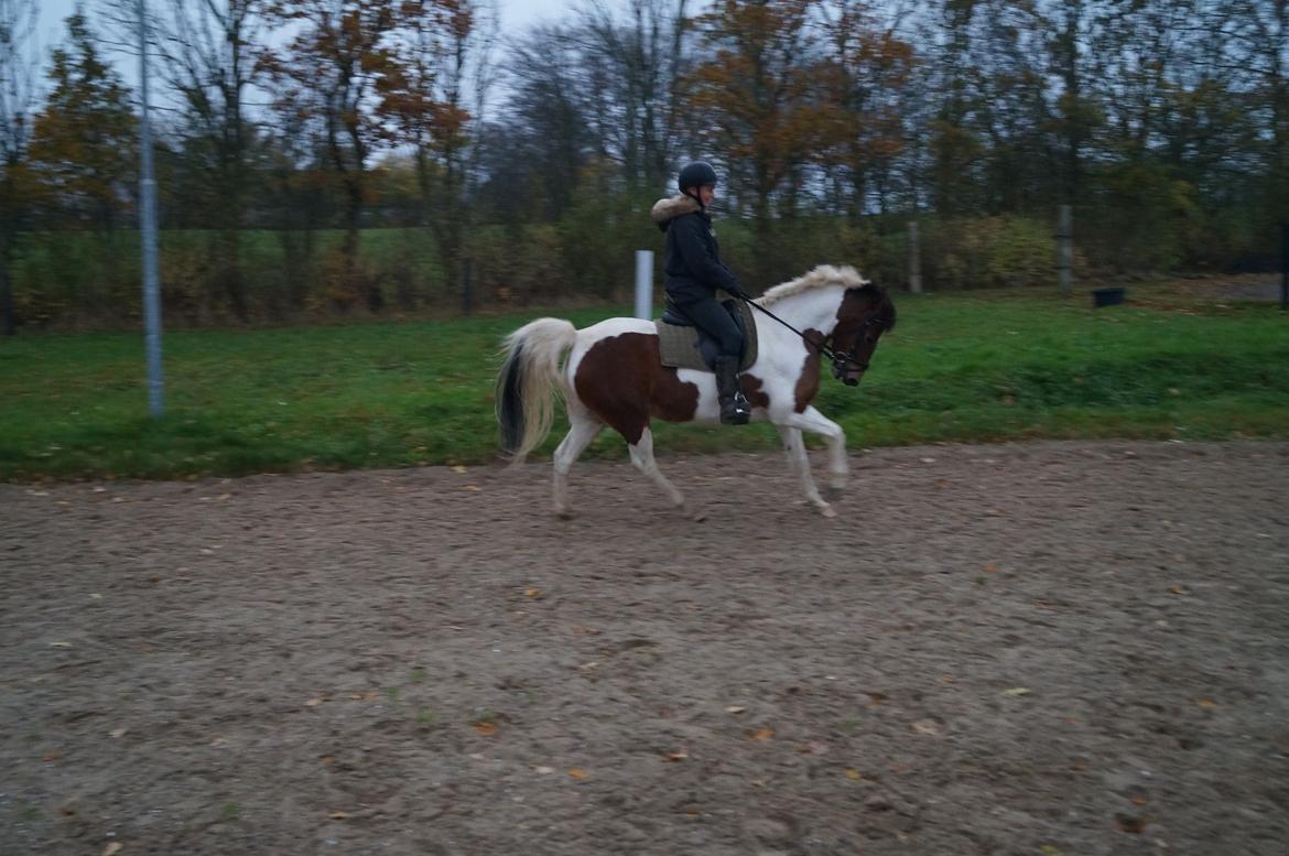 Anden særlig race Avanti - Træning 16 november 2014 - galop billede 16