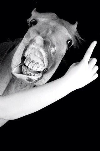 New Forest Firfod Fiol billede 15