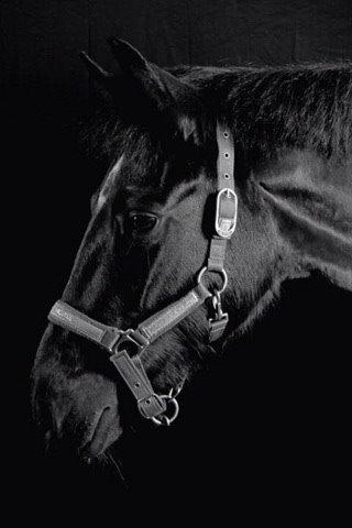 DSP BB' Guinness billede 18