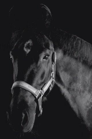 DSP BB' Guinness billede 16