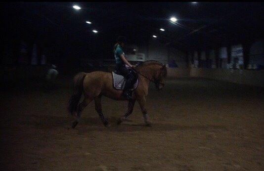 Anden særlig race Joker AKA Jokke billede 16